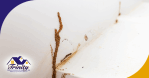 Termite mud tubes and damage on interior wall baseboard near white floor.