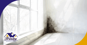 Mold growth on a wall next to a window, with sunlight streaming in.